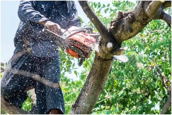 tree services Dubois